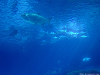 73983CrReLeSaUsm - Celebrating Dan's birthday at Ripley's Aquarium   Each New Day A Miracle  [  Understanding the Bible   |   Poetry   |   Story  ]- by Pete Rhebergen